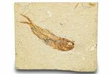 Cretaceous Fossil Fish - Lebanon #248402-1